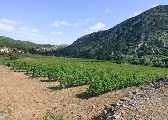 Les Vignes du Languedoc-page