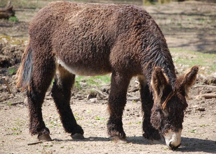l'âne de poitou