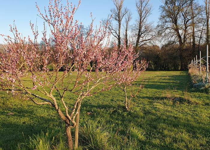 Arbre en fleur du verger