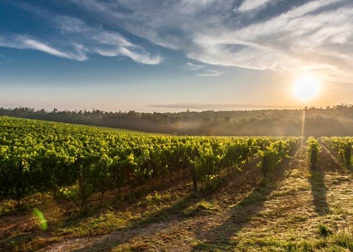 Les Vignes du Languedoc-news