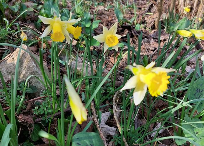 Les Longs Prés - Lompret, Chimay