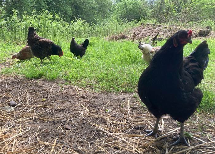 nos 5 poules dans leur enclos