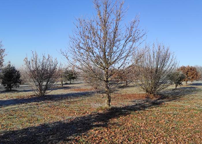 La truffière un matin de Janvier-page