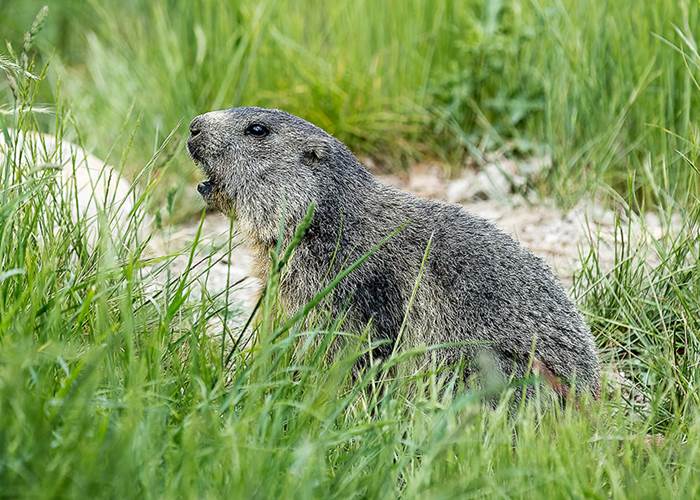 La Marmotte des Alpes - Parc animalier de Serre-Ponçon