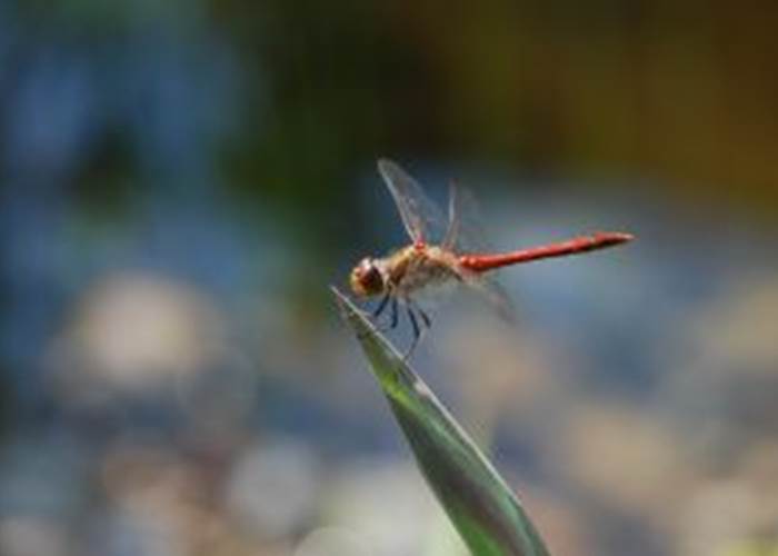 libellule rouge