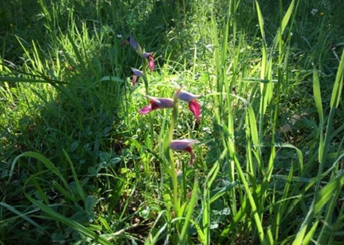 Wild Tongue orchids growing in the park