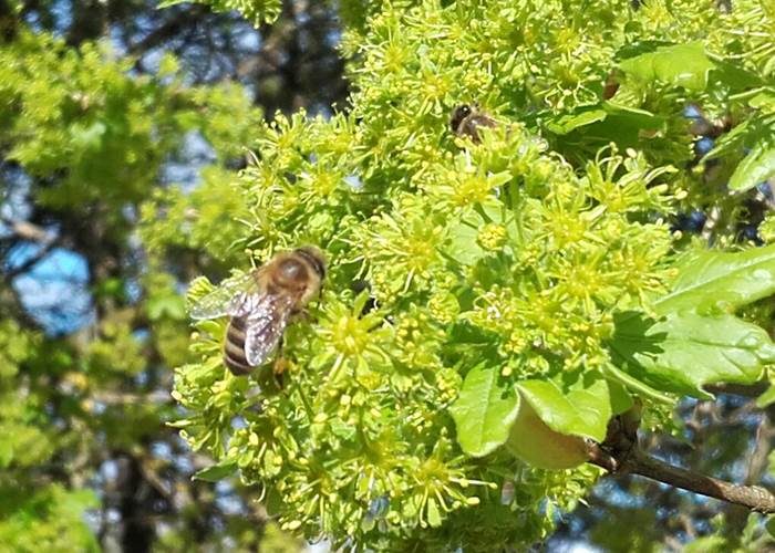 Apis Mellifera ou abeille noire dans les érables champêtres