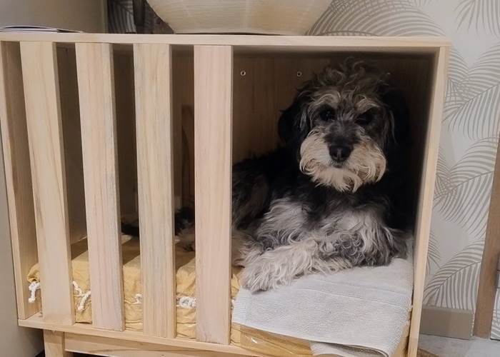 Mon chien voyage avec moi