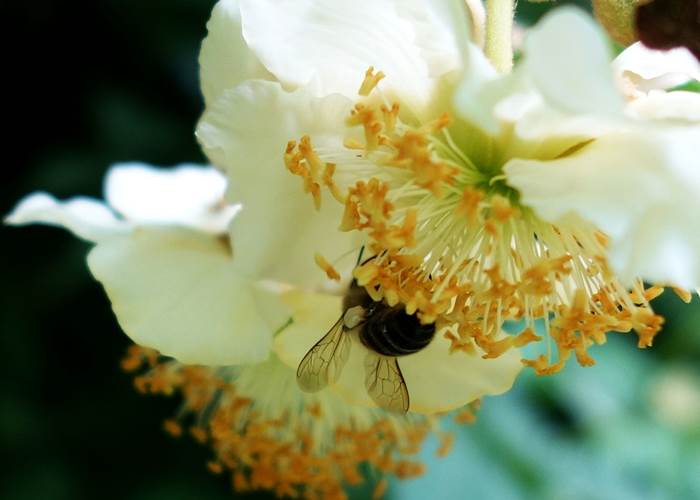 Fleurs de kiwis