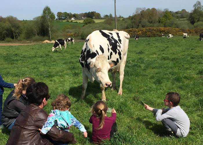 Bonjour les vaches !
