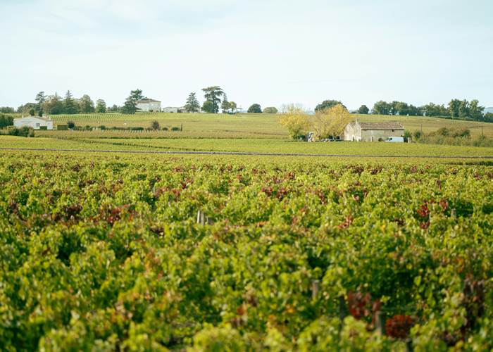 Vignoble