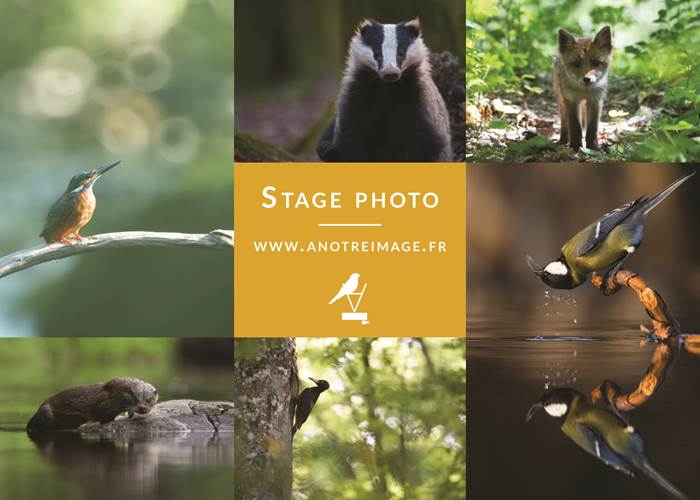 stage photo nature - Bastien Prévost photographe animalier