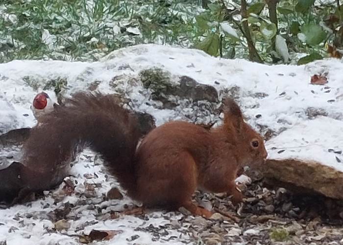 Notre petit ami préféré !-page