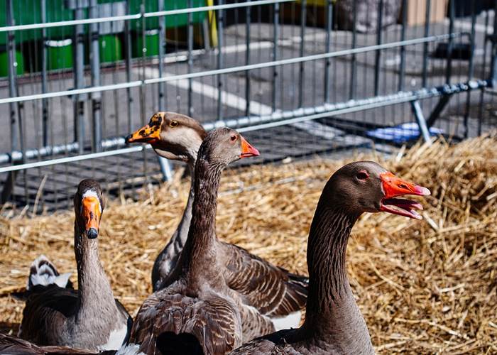 OIES DU PERIGORD/CANARDS/SARLAT/FOIE GRAS
