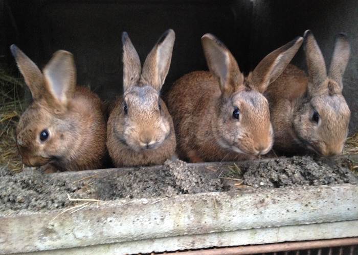 séjour à la ferme en permaculture - des pratiques insolites avec les animaux - les lapins mes tondeuses préférées