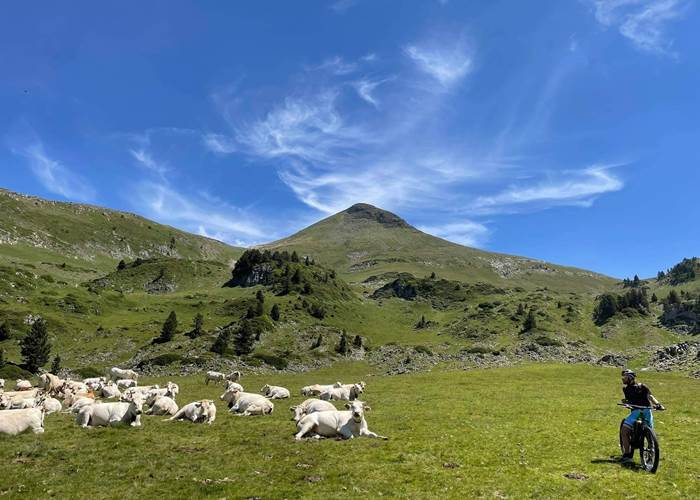 Avec les troupeaux à l'estive