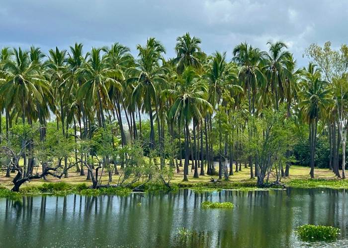 Du côté de l'Etang Saint Paul