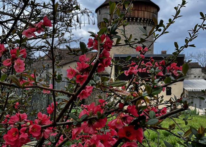Explosion de couleurs devant la tour de la Sergenterie - Poligny