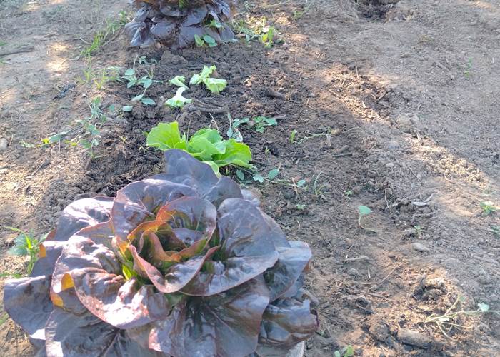 Légumes du potager "Le Coq du Nord -Mailhac"