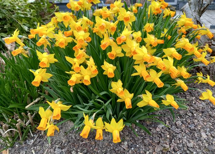 Jonquilles