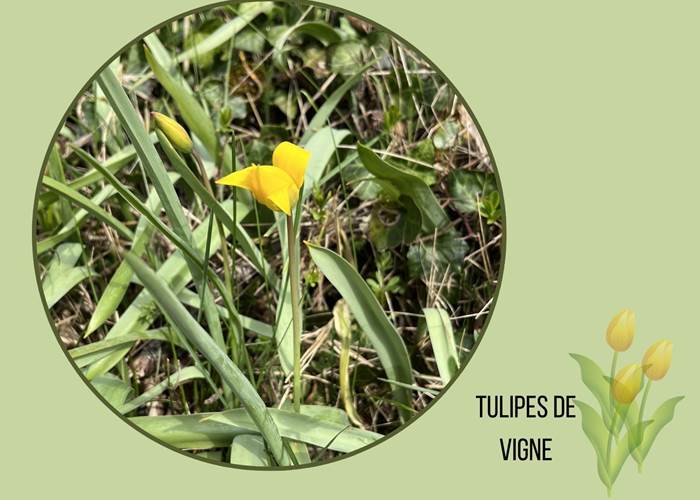 Tulipes de vigne en formation