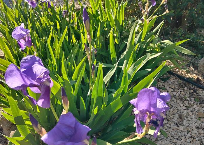 Le printemps est de retour au gîte et chambres d'hôtes "Le Coq du Nord Mailhac"