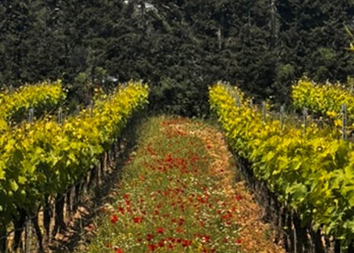 Vins des Alpilles