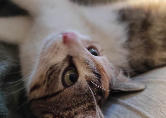 Notre petite chatte Surprise-page