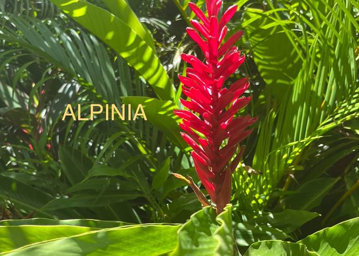 Alpinia