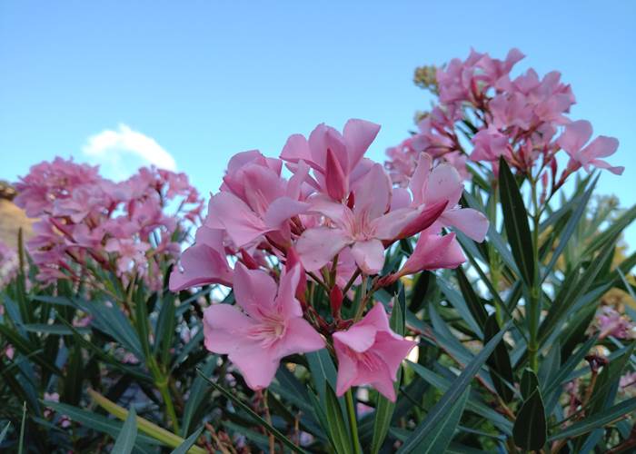 Les plaisirs de la nature au "Coq du Nord -Mailhac"