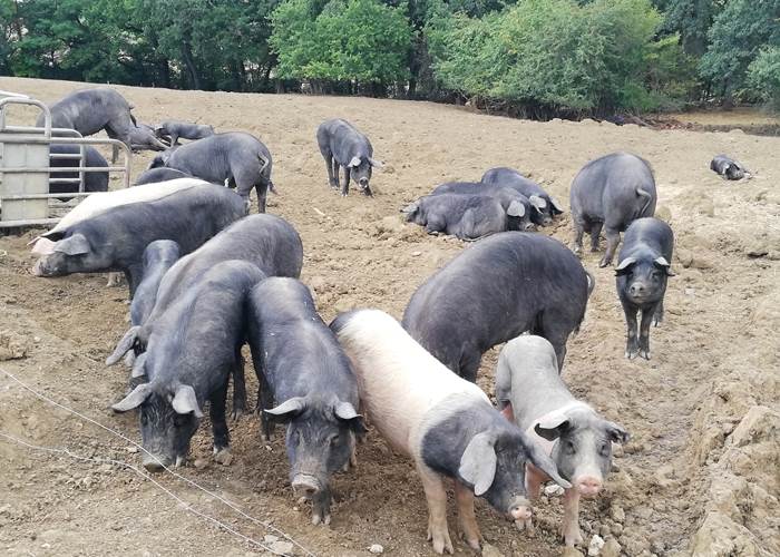 La Ferme de Martin Neuf