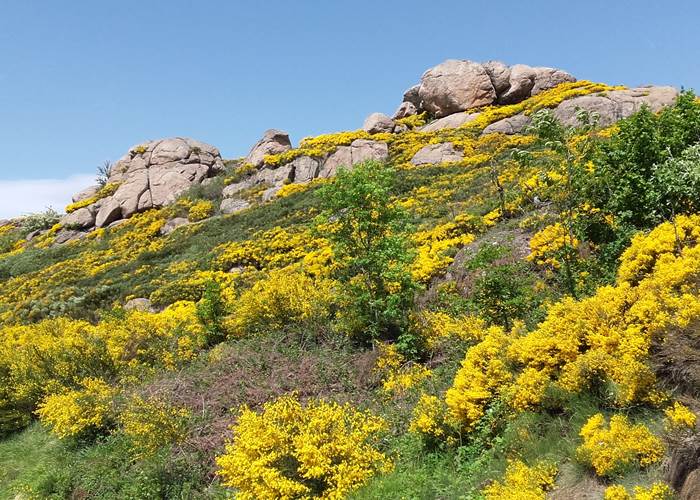 Chemin de randonnée en Margeride au milieu des genêts en fleur