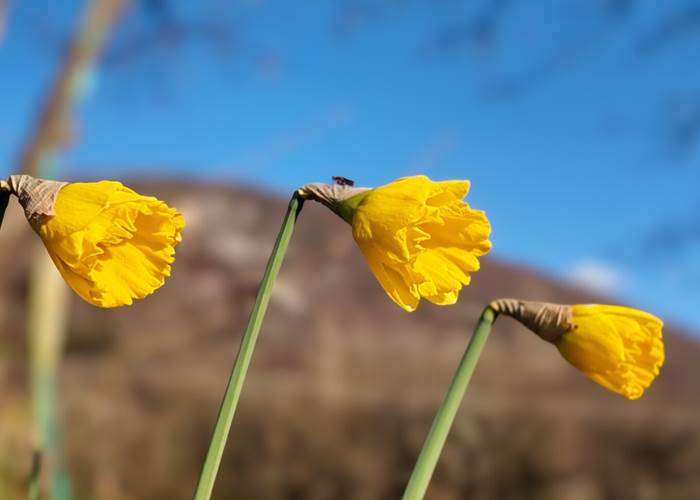 Jonquilles au pied du Grand Colombier au Manoir du Colombier