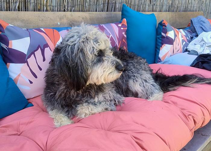 gîte acceptant les chiens