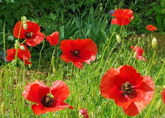 Coquelicots_en_provence_luberon_lubheureux