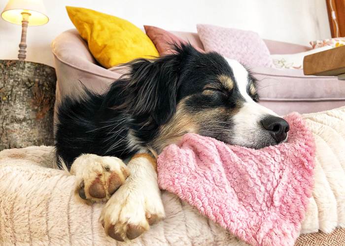 Vacances idéales avec son chien-page