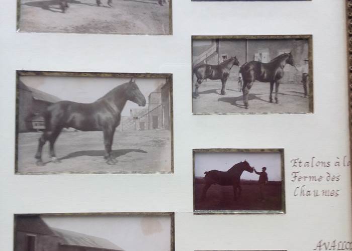 Etalons nivernais à la Ferme 1909-page