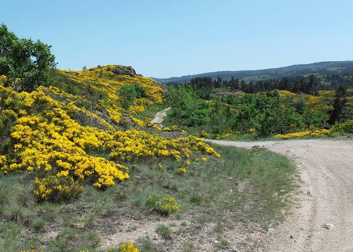 Chemin de randonnée en Margeride au milieu des genêts en fleur