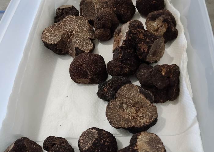 A la découverte de la truffe