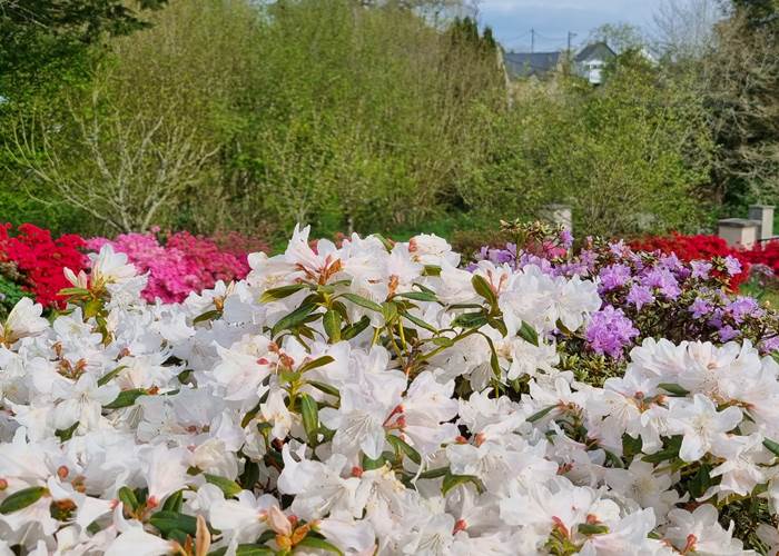 Au Pré du Chêne - Printemps fleuri