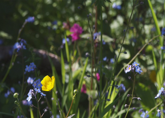 Une nature abondante et généreuse-page