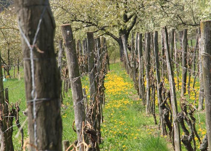 dans les vignes de wintzenheim kochersberg