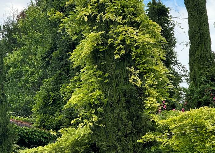 la glycine prend ses aises