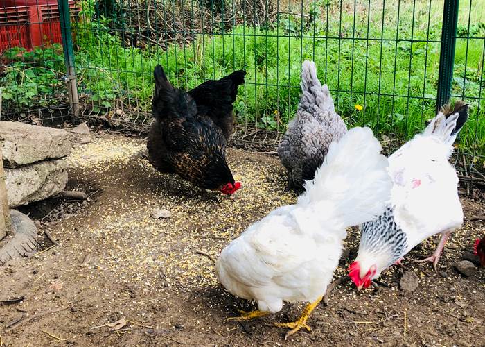 Faire connaissance avec nos poules