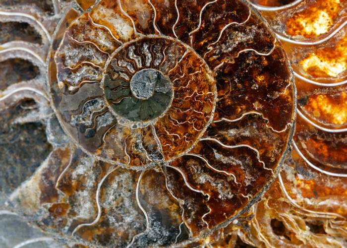 Une belle ammonite