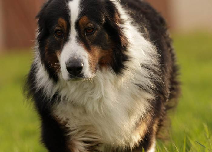 Lire avec le chien : tout un programme avec Lungo