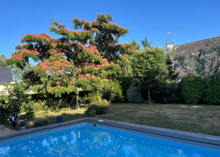 L'Albizia ou l'arbre à soie