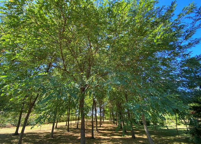 Arboretum