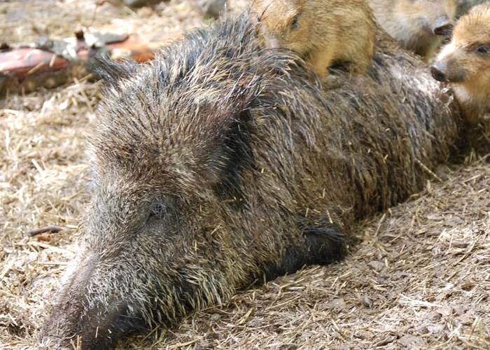 sanglier 2