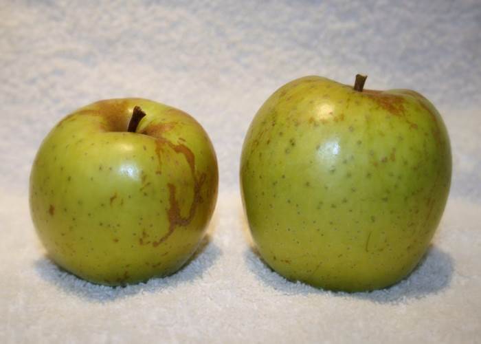 Pomme Sainte Germaine